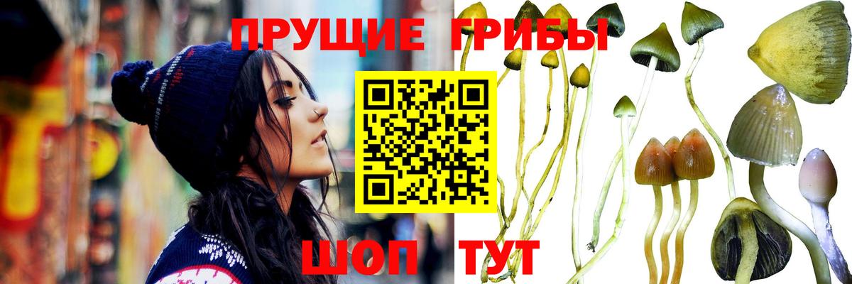 Кизилюрт  Псилоцибиновые грибы Psilocybe  Вход с VPN 